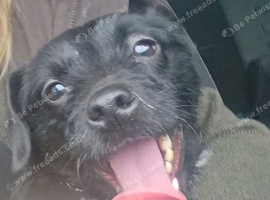 Patterdale looking for a new home.