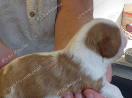 Kc registered cavalier king charles
