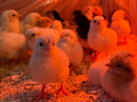 1 day old mix breed chicks