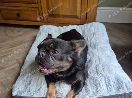 Fluffy male french bull dog