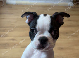 KC registered Boston terrier puppies