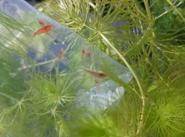 Cherry shrimp