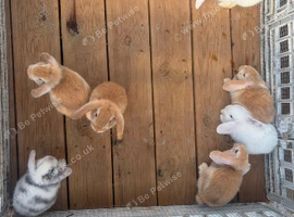 Pure Bred Mini Lops