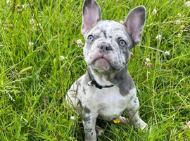 Beautiful Frenchie pups
