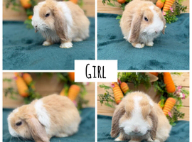 Mini lop babies