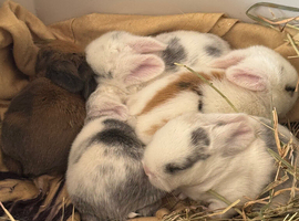 Baby mini lops