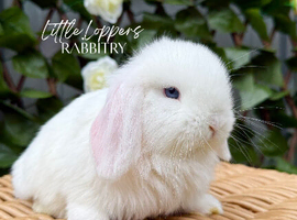 One Male & One Female Mini Lop Babies to reserve now!