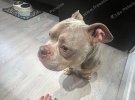 5 year old pocket bully