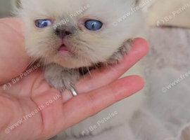 Stunning Pedigree Persian Kittens