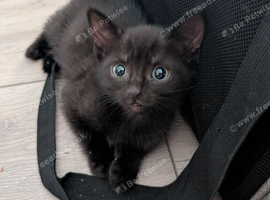 4 Kittens for sale