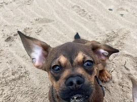 Beautiful Young Male Dog (Scooby)