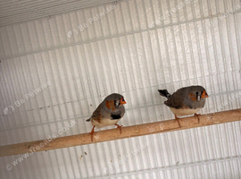 2 male zebra finches