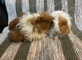 Assorted baby boar guinea pigs