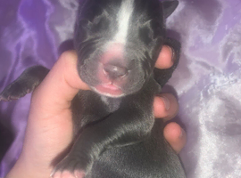 amstaff puppies