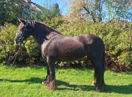 14.2hh 6 year old mare