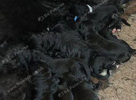 Stunning Ultra Bernedoodle puppies