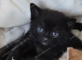 lovely black kitten ready to new home. Free local delivery available