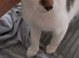 6 month old male kitten