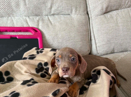 Isabella and tan pup