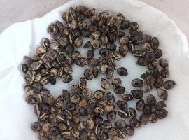 Macleays Spectre/ Giant Prickly Stick Insect Eggs