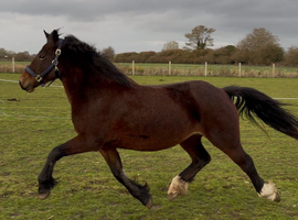 Quality registered Section D filly