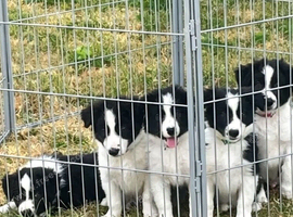 READY NOW - The prettiest Border Collies you will see today
