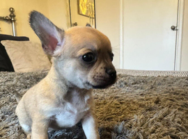 2 male chihuahua puppies