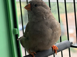 Charcoal zebra finch hen