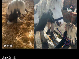 Pony for sale