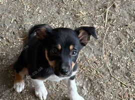 Lovely Border Collie x Kelpie puppies