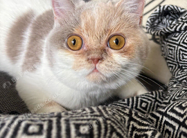 GCCF BSH Female