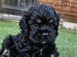 American cockerpoo