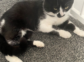 7 year old cat rehoming