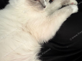 Purebred ragdoll