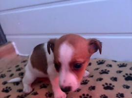 Beautiful litter of jack Russell puppies 5 boys remaining