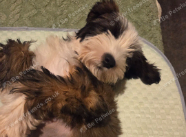 Two Tibetan Terriers: 18-month-old male and 6-month-old female.