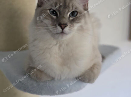 Handsome Blue Tabby Lynx Male