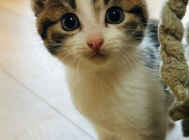 4 kittens available now