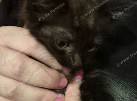 Beautiful black (with a little grey chest) male kitten. Ready now.