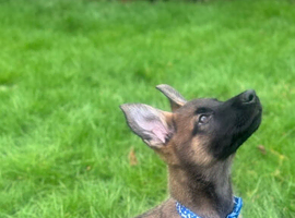Malinois puppy