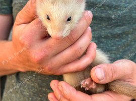 3 female ferrets from working stock