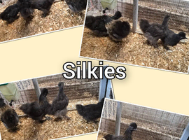 Silkie chicks
