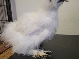 Silkie chick