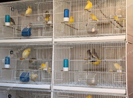 Mixed canary&rsquo;s available