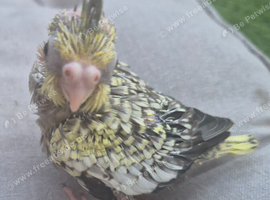 Baby cockatiels for sale