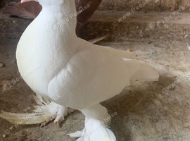 young tumbler pigeons