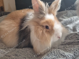 7 month old lionhead x