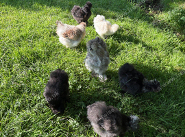 Pair of beautiful bearded silkies
