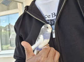 Super Tamed baby budgies for sale