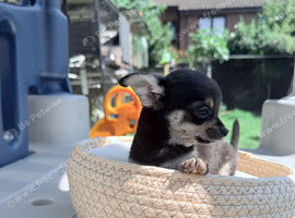 Chihuahua pups